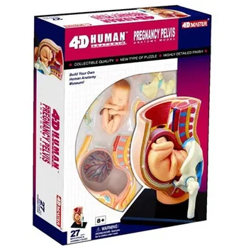 Ľudské Tehotenstvo Zmontované Lekárske Použitie Vzdelávacie Puzzle, Hračky Model 4D Master